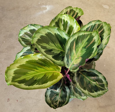 6" Calathea Marion